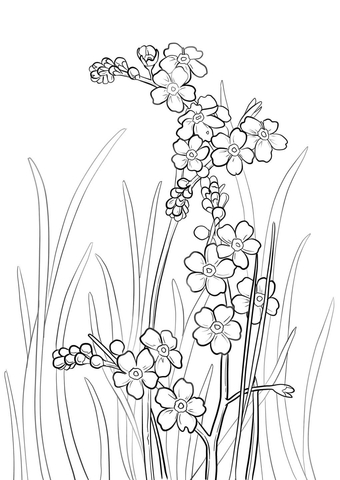 Alpine Forget Me Not Coloring Page